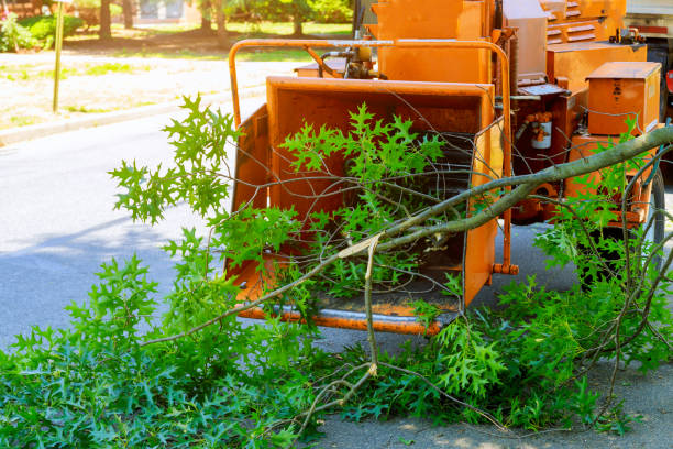 Tree Root Removal in Coachella, CA